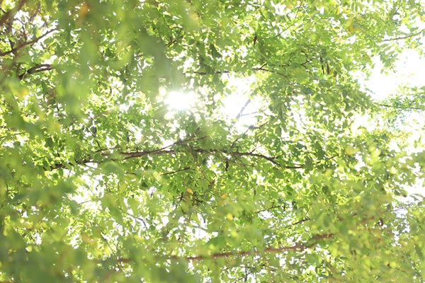 大连静脉曲张专科医院五一静脉曲张专科有这样一个方组： 黄芪，鸡血藤，地龙、党参，当归，炒白术，炙甘草！