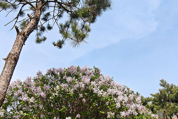 大连静脉曲张专科医院——二十年品牌医疗机构，致力于血管外科疾病的研究与治疗